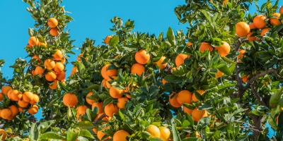 Oranges growing on a tree. Photo by Philippe Gauthier via Unsplash.