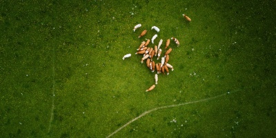 Birds eye of livestock in field. Credit: Steph Anthem via Pexels. 