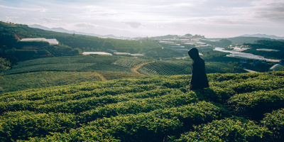 Plantation photo. Credit: Min An via Pexels. 