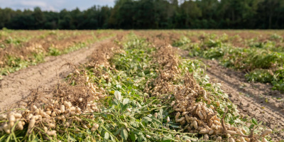 Field of peanuts. Credit: Mark Stebnicki via Pexels. 