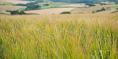 Photo of wheat stalks in the foreground with agricultural landscape in the background. Photo by Veronica White via UnSplash.