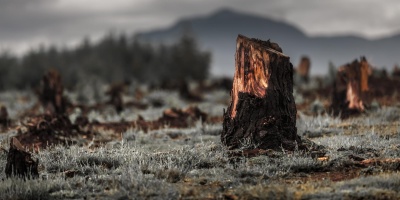 Image: Dudarev Mikhail, Stumps in the valley caused by deforestation and slash and burn types of agriculture in Madagascar, IPBES Media Resources