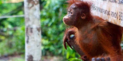 Image: Alistair Kitchen, Orangutan Baby, Flickr, Creative Commons Attribution 2.0 Generic