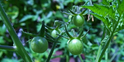 Image: KRiemer, Tomatoes Fried Green, Pixabay, Pixabay Licence