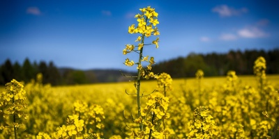 Image: Tim, Yellow rapeseed field, Pexels, Pexels licence
