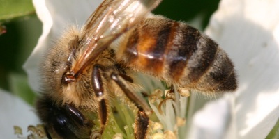 Photo: djfrantic, Bees on our Boysenberries, Flickr, Creative Commons License 2.0 generic.