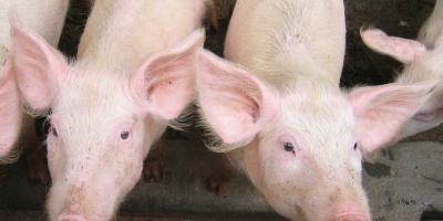 Image: sarahemcc, 2 piglets at JEEP, Flickr, Creative Commons Attribution 2.0 Generic