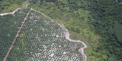 Photo: glennhurowitz, Palm oil plantation encroaching on forest, Flickr, Creative commons licence 2.0