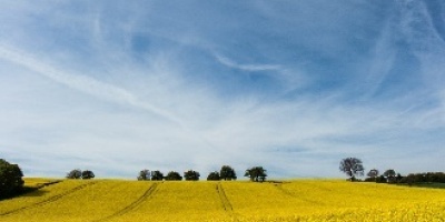 Photo: targut, rapeseed fields, Flickr, Creative commons licence 2.0