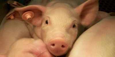 Photo: USDA, pigs, Flickr, creative commons licence 2.0