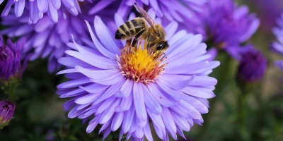 Image: Pexels, Bee bloom blossom, Creative Commons CC0