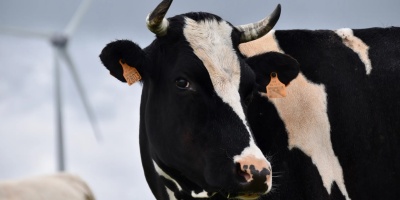 Image: JackieLou DL, Selective Focus Photography of Dairy Cow, Pexels, Pexels Licence