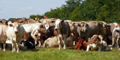 Photo: Peter O’Connor, Cattle Herd, Flickr, Creative Commons License 2.0