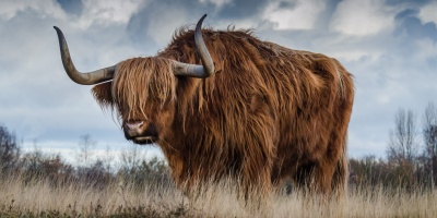 Photo credits: Pexels - https://www.pexels.com/photo/brown-yak-on-green-and-brown-grass-field-144234/