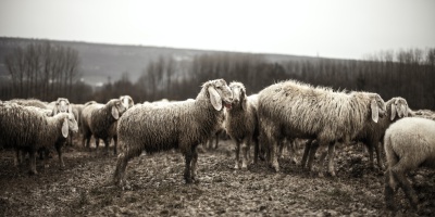 Photo credits: Pexels - https://www.pexels.com/photo/black-and-white-animals-sheep-flock-1469/