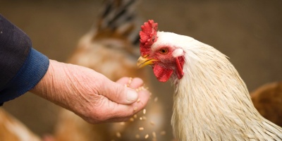 Image: VisionPic.net, Person feeding white chicken outdoor, Pexels, Pexels Licence