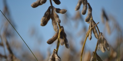 Photo credits: Pixabay - https://pixabay.com/photos/soybean-macro-soy-agriculture-778177/