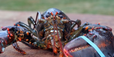 Image: grfx4, Lobster Maine crustacean, Pixabay, CC0 Creative Commons