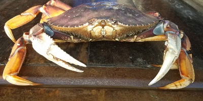 Image: Crabmanners, Large Dungeness Crab, Wikimedia Commons, Creative Commons Attribution-Share Alike 4.0 International