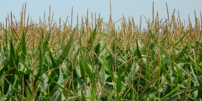 Image: Ruben Holthuijsen, CornField, Flickr, Creative Commons Attribution 2.0 Generic