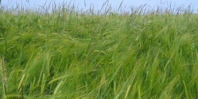 Image: Oliver Macdonald Maccheek, Alopecurus myosuroides (Black-grass) in a barley crop, Wikimedia Commons, Creative Commons Attribution-Share Alike 3.0 Unported