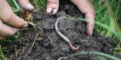 Image: USDA, A person's hands in soil with a worm, Flickr, Public domain