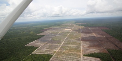 Image: glennhurowitz, Recent deforestation on peatland for palm oil plantation, Flickr, Creative Commons Attribution-NoDerivs 2.0 Generic 