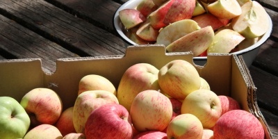 Image: Leslie Main Johnson, abundant harvest-local apples, Flickr, Creative Commons Attribution 2.0 Generic