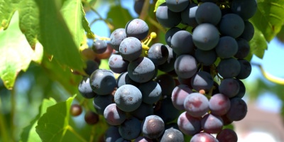 Image: webandi, Wine grapes agriculture, Pixabay, Pixabay Licence