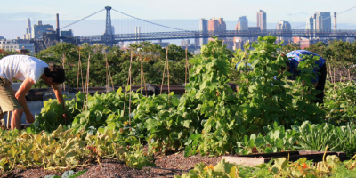 Image: Fort Greene Focus, Rooftop farm, Flickr, Creative Commons Attribution-NoDerivs 2.0 Generic