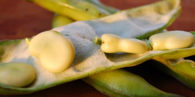 Image: Two Helmets Cooking, Fava beans, Flickr, Creative Commons Attribution 2.0 Generic