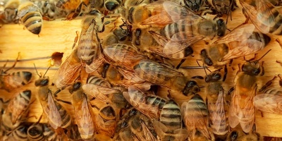 Image: Max Pixel, Bee bees honey, CC0 Public Domain