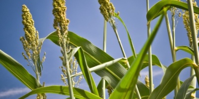 Sorghum (Photo credit:  U.S. department of Agriculture, Flickr, creative commons)