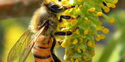 Bob Peterson, Honey bee on willow catkin, Wikipedia Commons