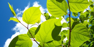 Image: Angus MacAskill, Japanese knotweed 2, Flickr, Creative Commons Attribution 2.0 Generic