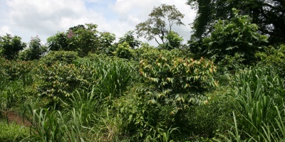 Photo: Simone Fenger, Cassava production in Agroforestry system, Creative Commons License 2.0 generic.