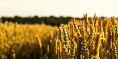 Image: Phil Dolby, Harvest, Flickr, Creative Commons Attribution 2.0 Generic