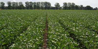 Image: United Soybean Board, Soybean Field Rows, Flickr, Creative Commons Attribution 2.0 Generic