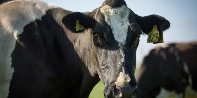 Image: Farm Watch, Dairy Cow, Flickr, Creative Commons Attribution 2.0 Generic