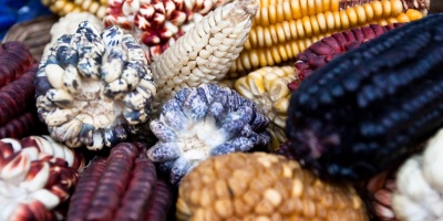 Image: Julie Edgley, Colourful Maize, Flickr, Creative Commons Attribution-ShareAlike 2.0 Generic 