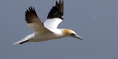 Image: jacme31, Northern Gannet flying on Bonaventure Island in Gaspesie, Quebec, Canada, Wikimedia Commons, Creative Commons Attribution-Share Alike 2.0 Generic