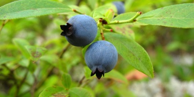 Image: Max Pixel, Food Plant Wild Blueberries, CC0 Public Domain