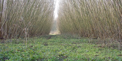 Image: Lamiot, Coppice short rotation willow, Wikimedia Commons, Creative Commons Attribution 3.0 Unported