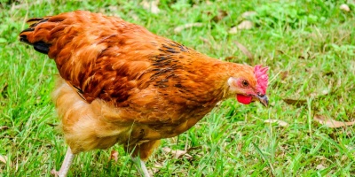 Image: Pxhere, Grass bird field, CC0 Public Domain