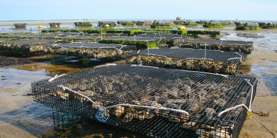 Image: 1957725, Oyster farm, Pixabay, Pixabay Licence