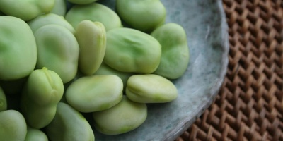 Image: Richard W.M. Jones~commonswiki, Broad beans, shelled and steamed, Wikimedia Commons, Public domain