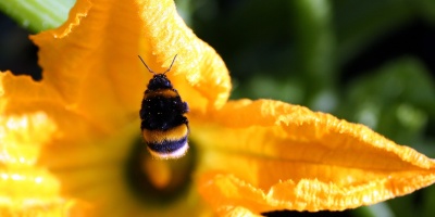 Image: Max Pixel, Forage Flight Zucchini, CC0 Public Domain