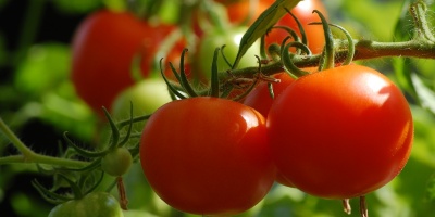 Image: axelmellin, Tomato plant food, Pixabay, CC0 Creative Commons