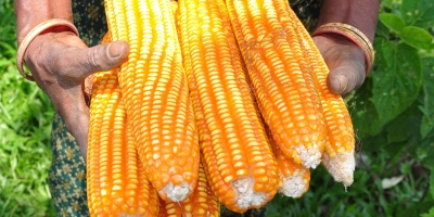 Image: Balaram Mahalder, Maize, Wikimedia Commons, Creative Commons Attribution-Share Alike 3.0 Unported