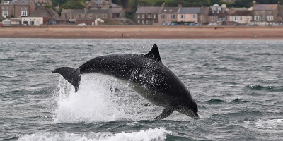 Image: Walter Baxter, A bottlenose dolphin at Spittal, Geograph, Creative Commons Attribution-ShareAlike 2.0 Generic